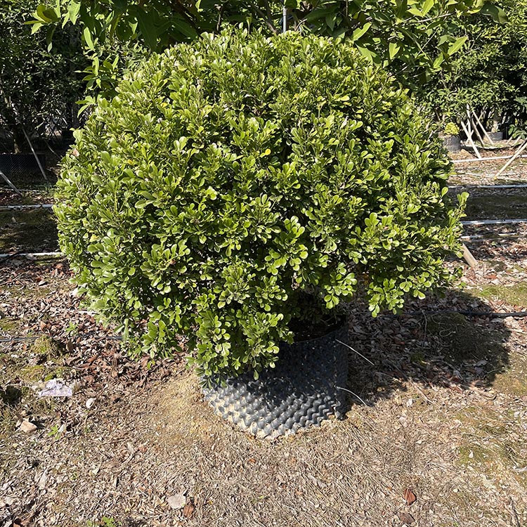 米兰球苗木优选指南 基地直供助力精致园艺