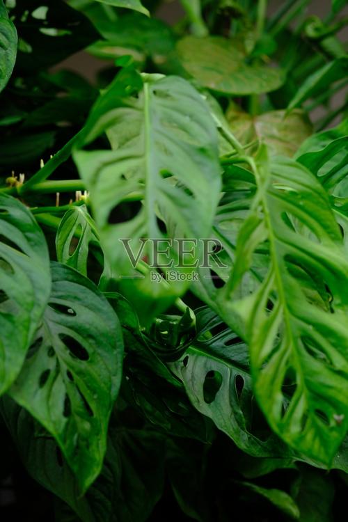 tanaman hias janda bolong是怪物.一种具有中空叶子的观赏植物