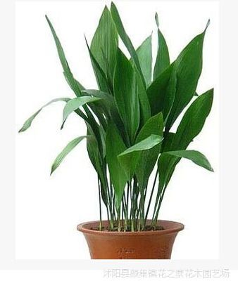 【低级花之寨盆栽中小型植物盆栽植物四季一叶兰吸甲醛室内花卉净化图片】低级花之寨盆栽中小型植物盆栽植物四季一叶兰吸甲醛室内花卉净化图片大全 - 沭阳县颜集镇花之寨花木园艺场