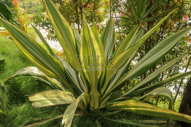 叶黄绿相间美丽的花毛里求斯麻尖叶植物植物装饰花园植物学美丽的园林
